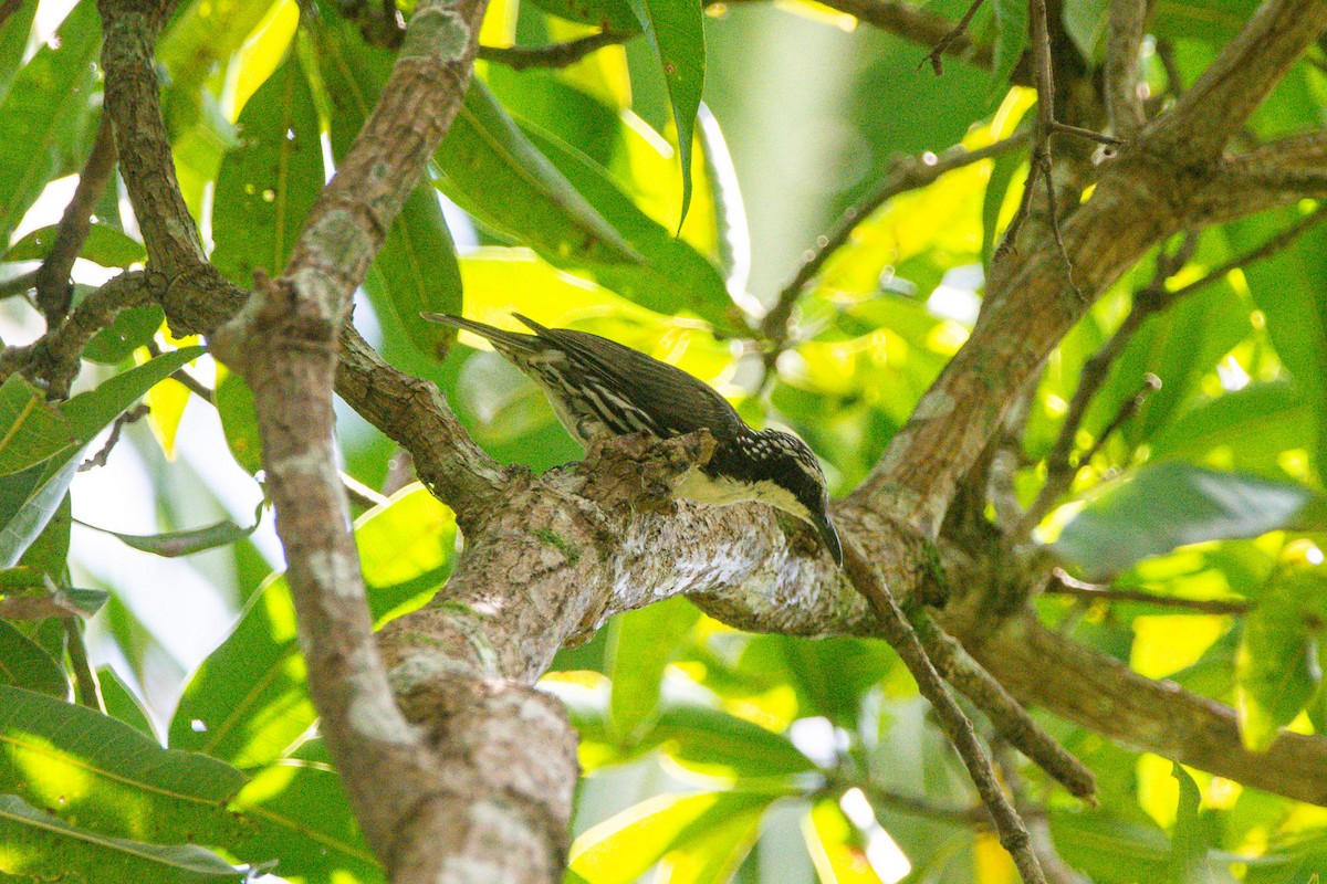 Stripe-sided Rhabdornis - ML638946271