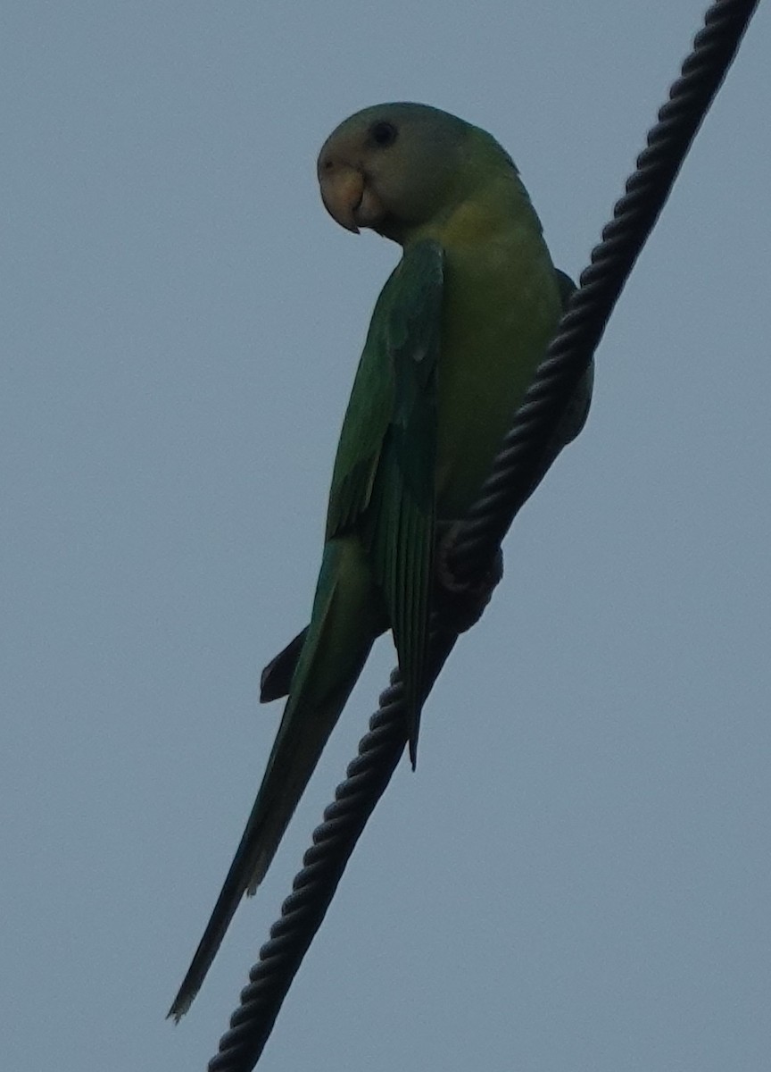 コセイインコ - ML638946296