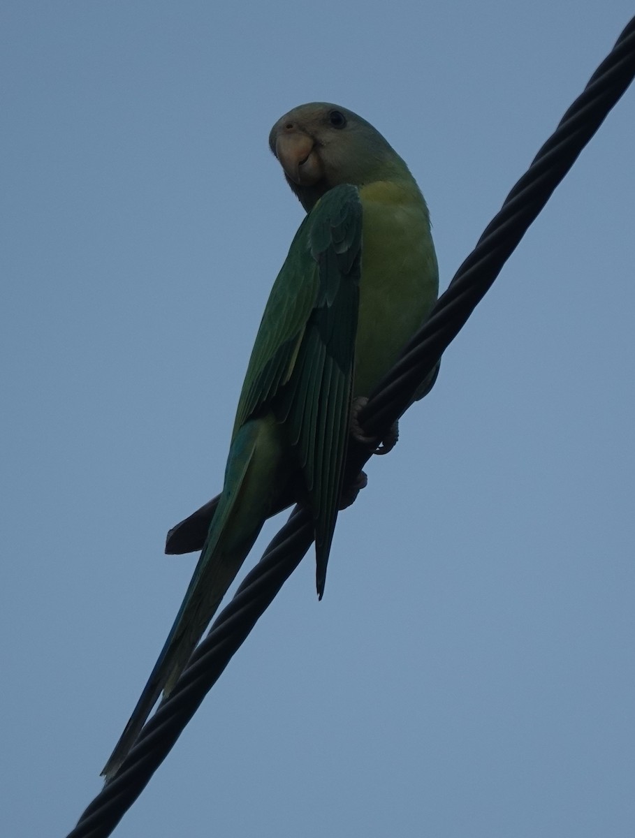 コセイインコ - ML638946297