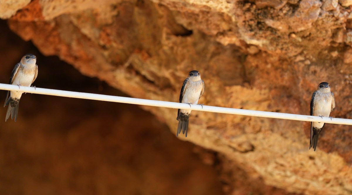 vlaštovka červenavá - ML638946304