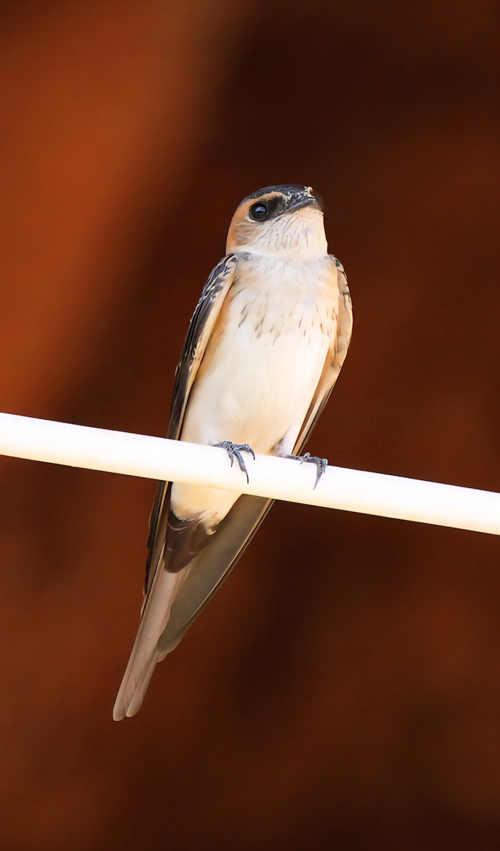 vlaštovka červenavá - ML638946305