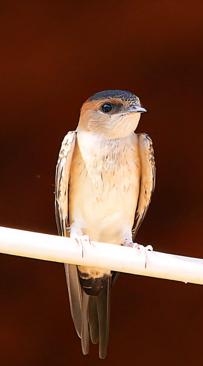 vlaštovka červenavá - ML638946306