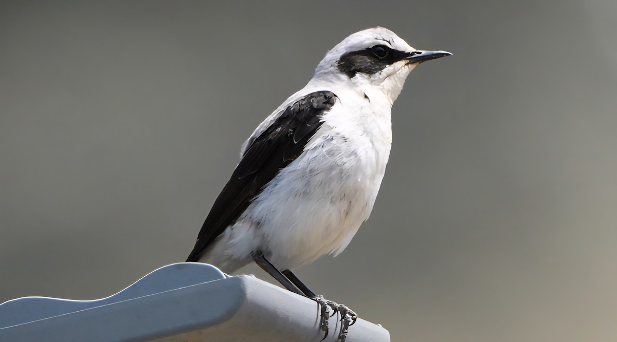 bělořit šedý - ML638946324