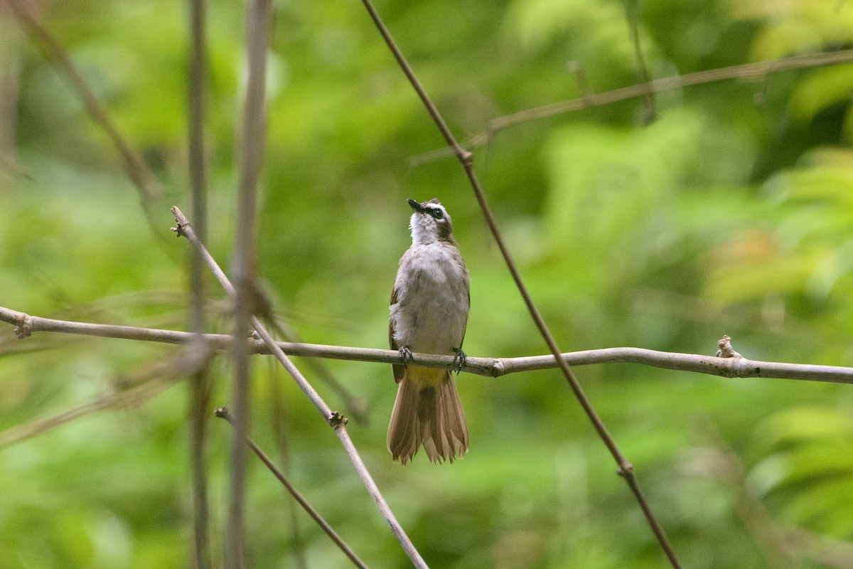 Yellow-vented Bulbul - ML638946331