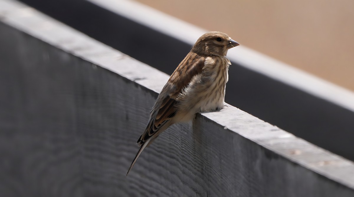 konopka obecná - ML638946352