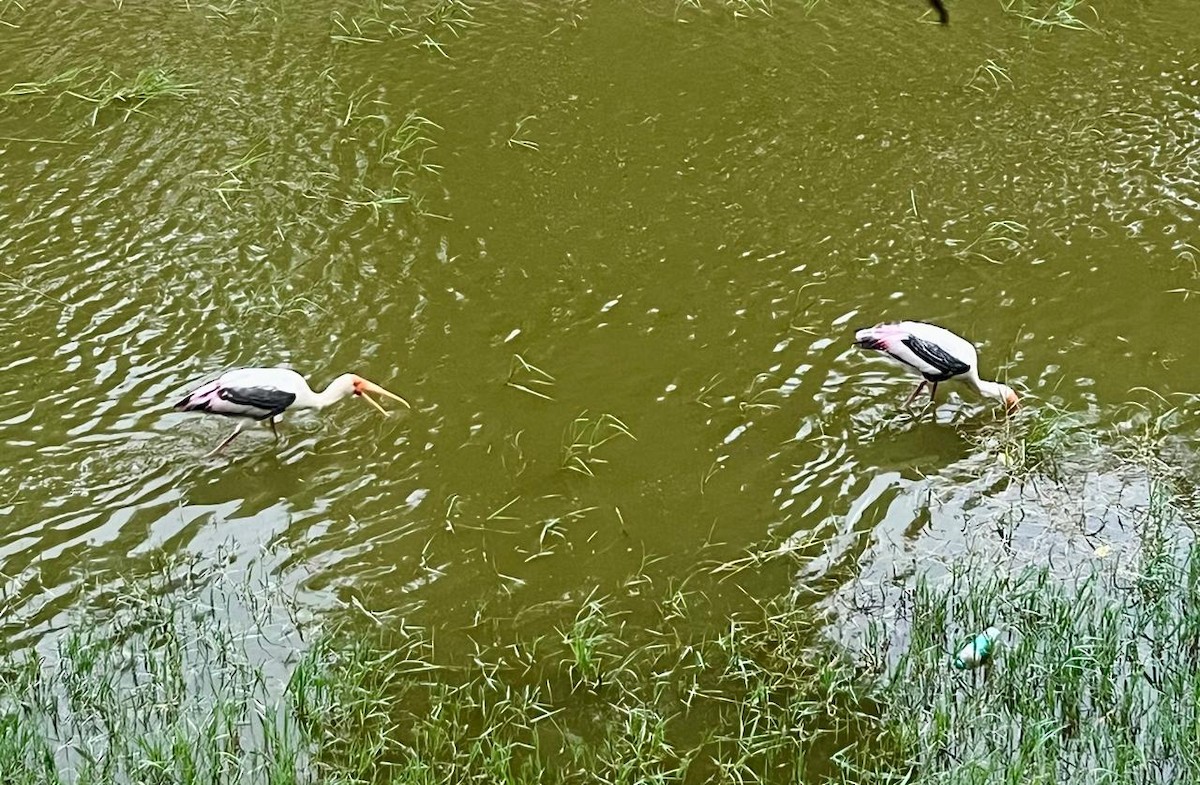 Painted Stork - ML638946365