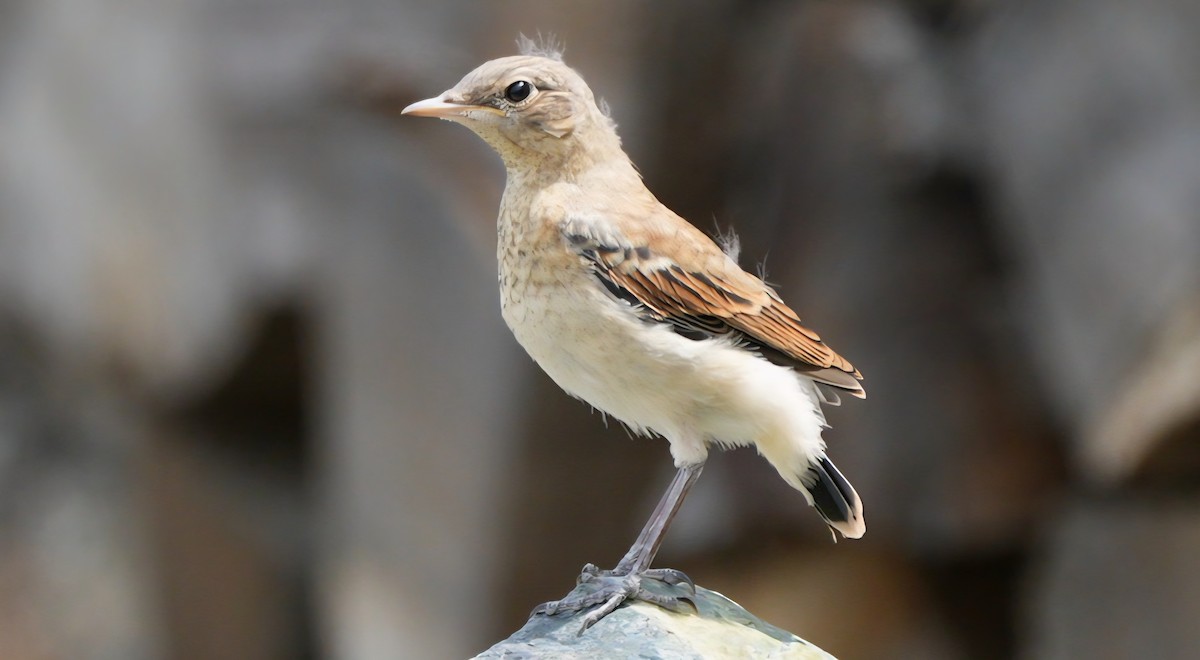 bělořit šedý - ML638946370