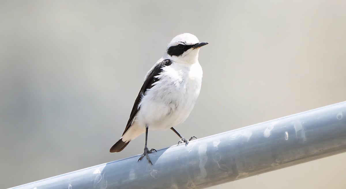 bělořit šedý - ML638946371