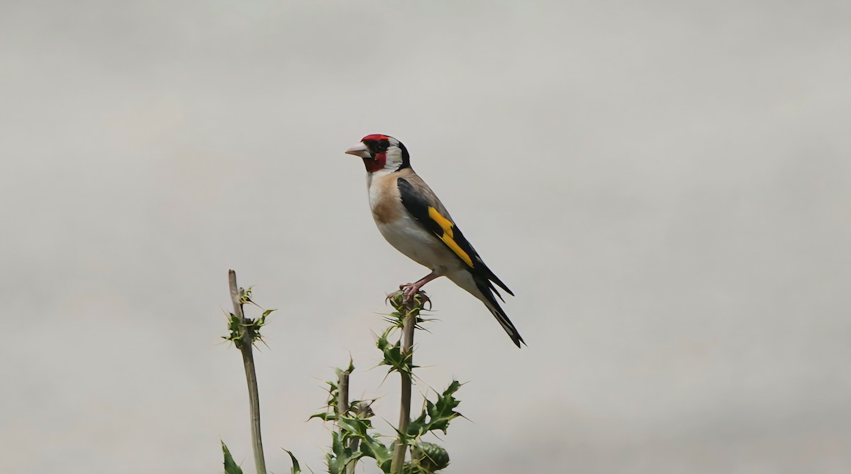 stehlík obecný - ML638946378