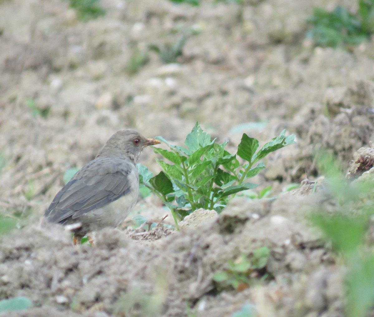 Chiguanco Thrush - ML638946396