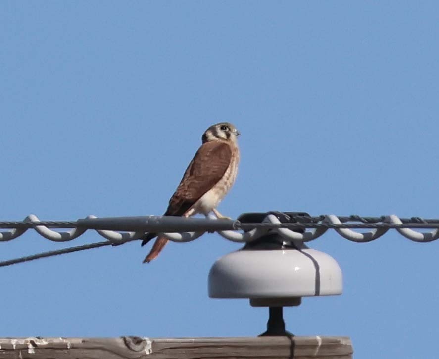 American Kestrel - ML638946400