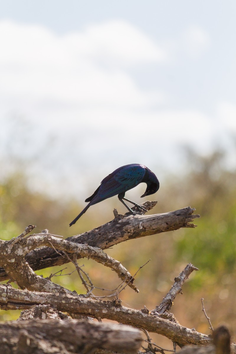 Burchell's Starling - ML638946406