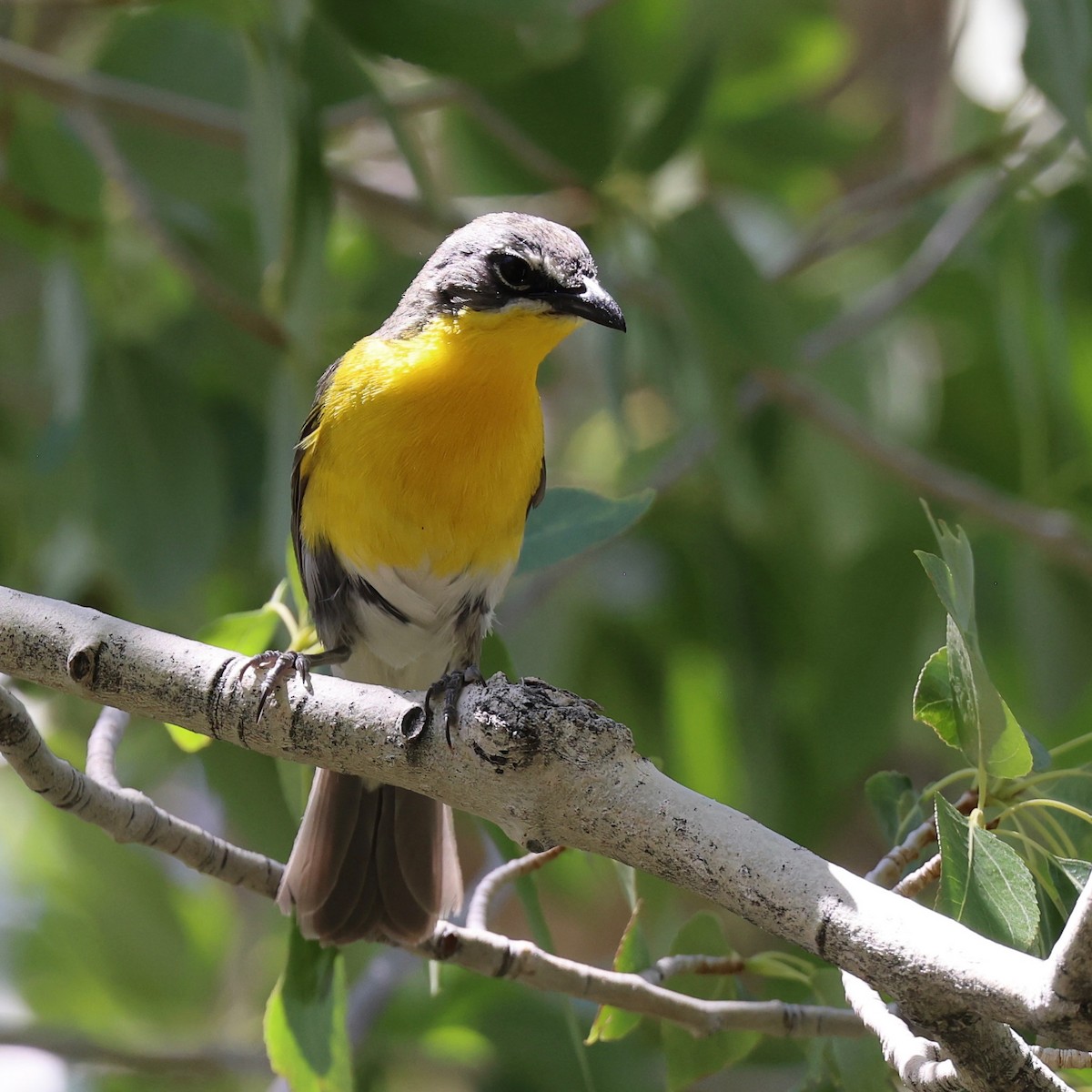 Yellow-breasted Chat - ML638946408