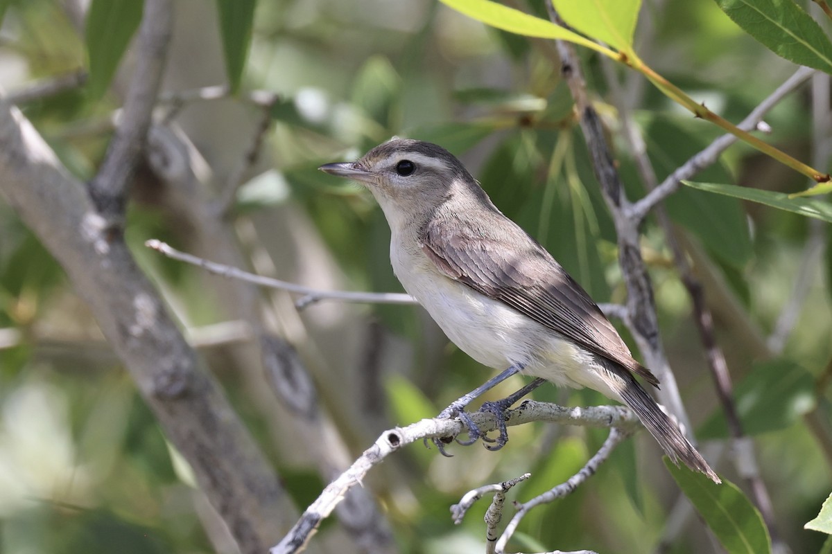 Warbling Vireo - ML638946435