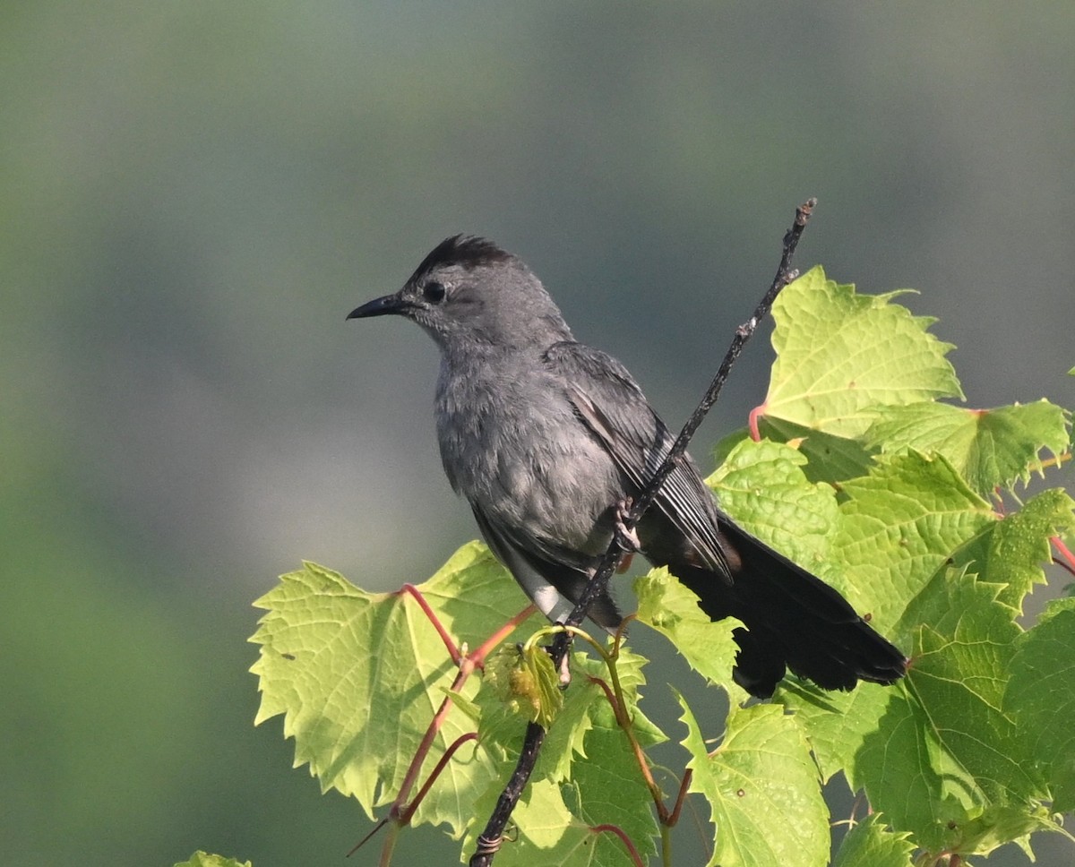 Gri Kedikuşu - ML638946438