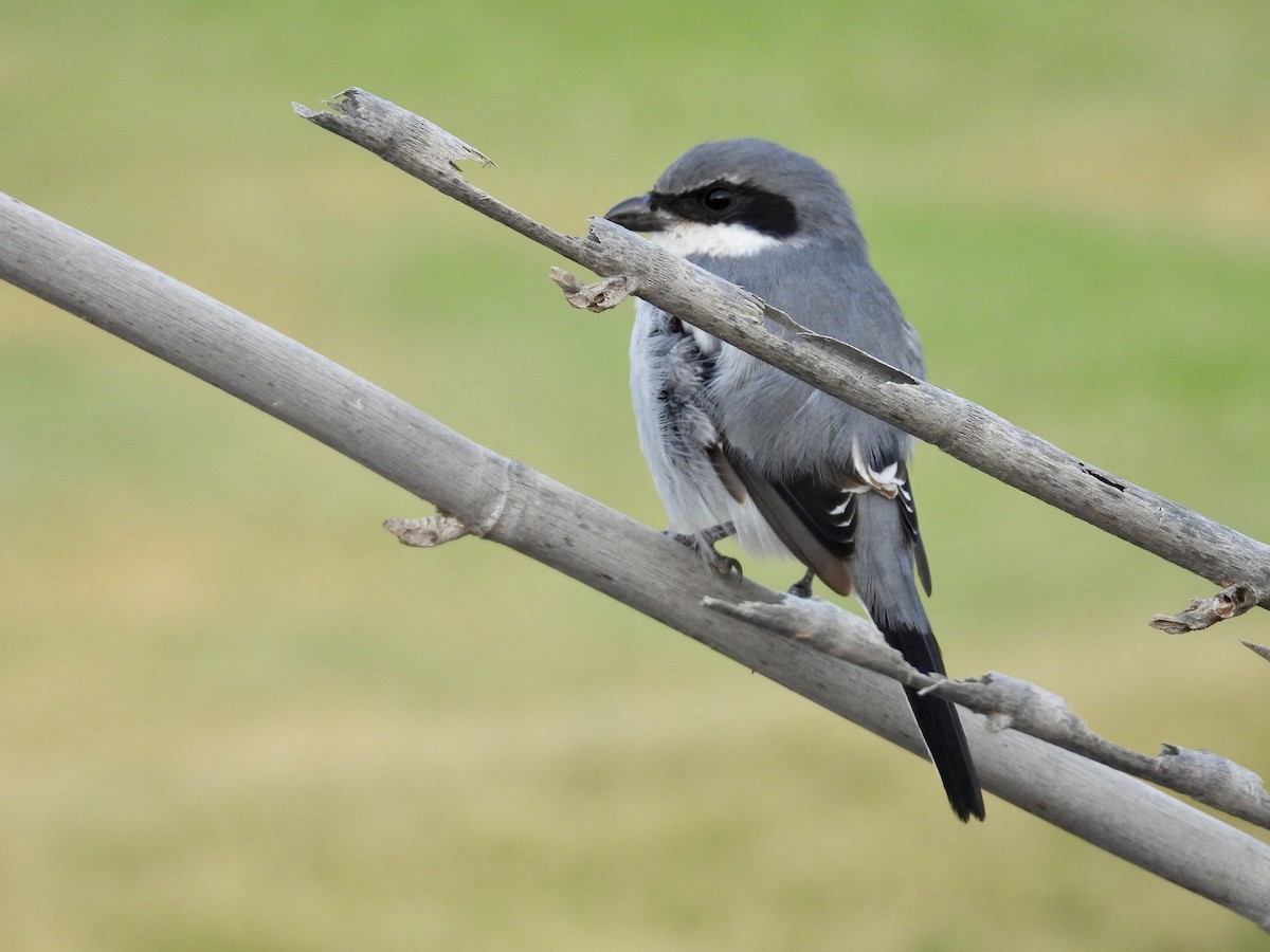 Great Gray Shrike (Sahara) - ML638946452