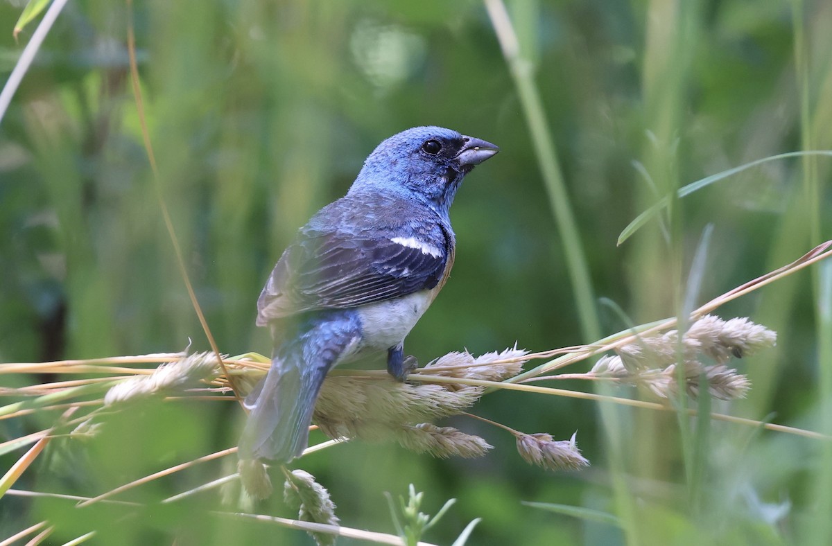 Lazuli Bunting - ML638946462