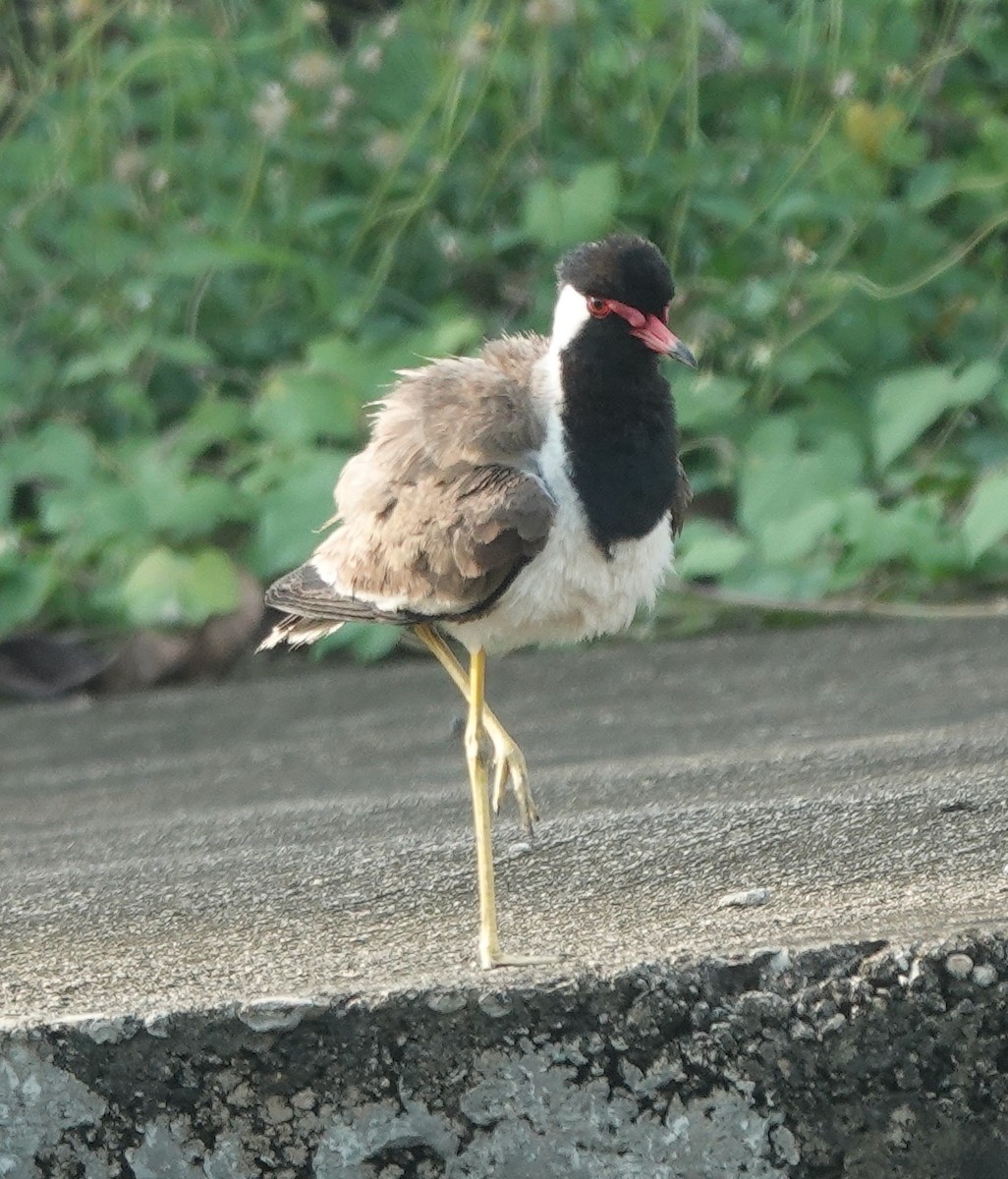 Red-wattled Lapwing - ML638946471