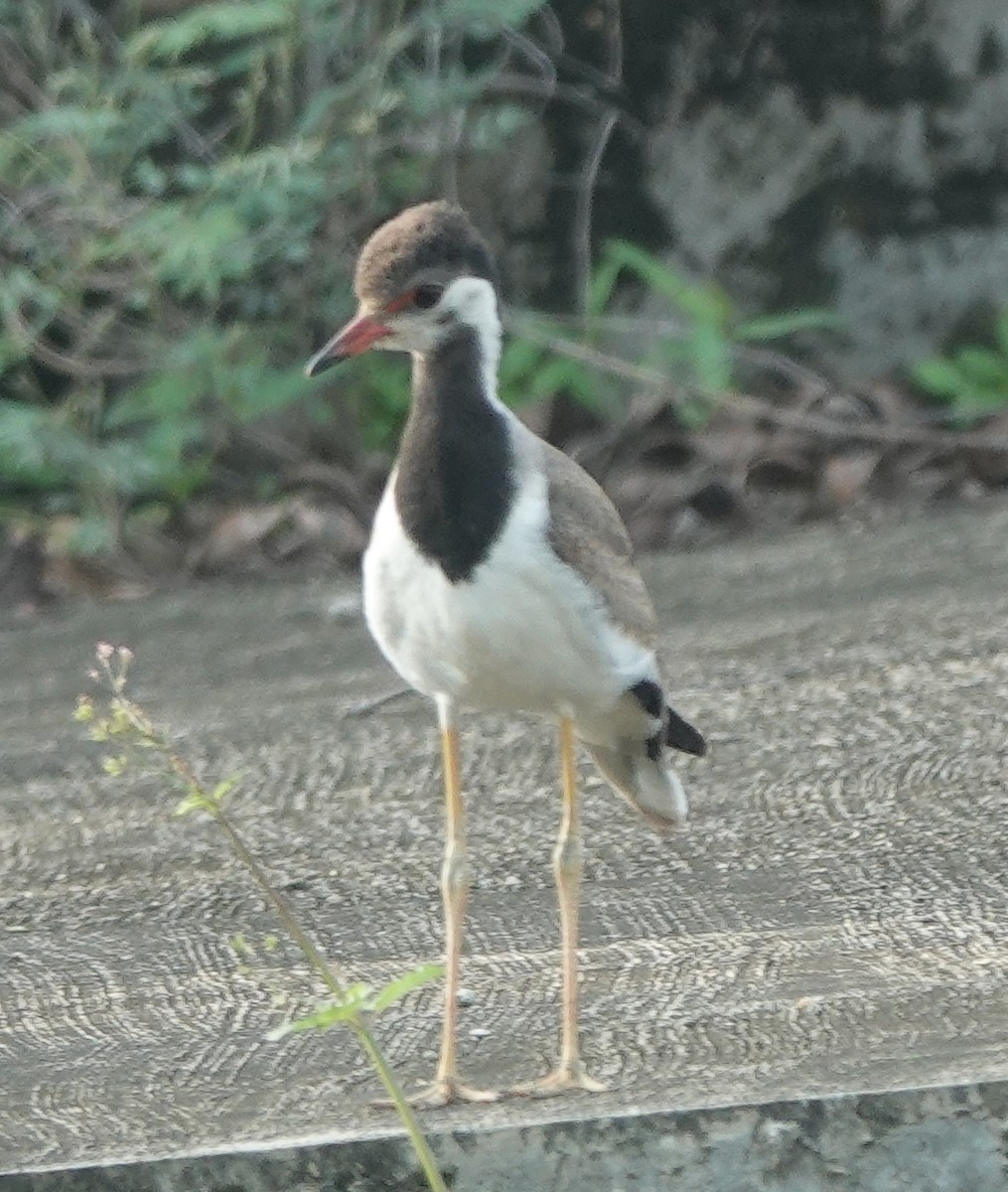 Red-wattled Lapwing - ML638946474