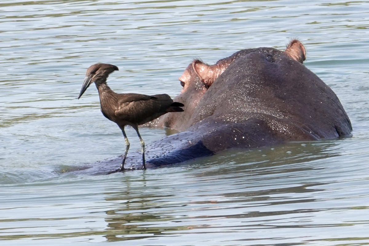 Mailuburua - ML638946488