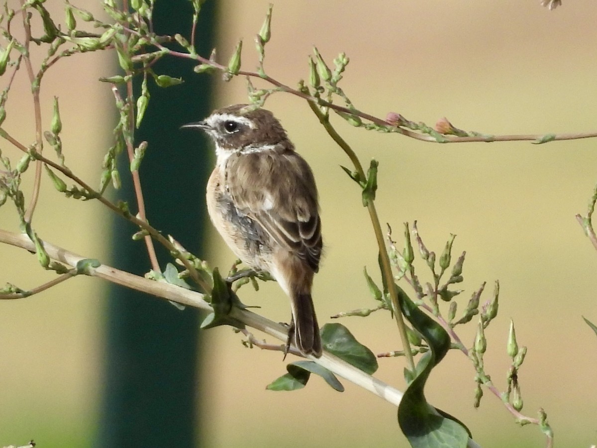 Fuerteventura Stonechat - ML638946499
