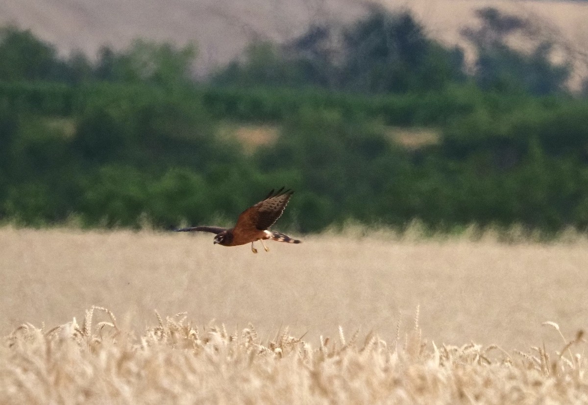 זרון פס - ML638946545