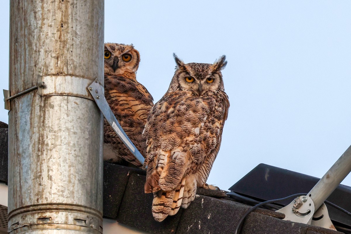 Great Horned Owl - ML638946559