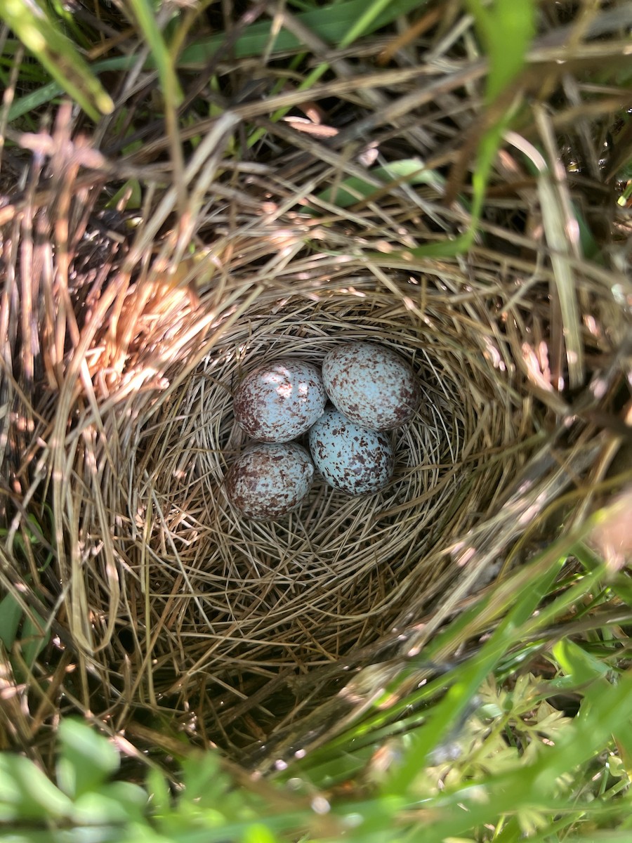 Song Sparrow - ML638946560