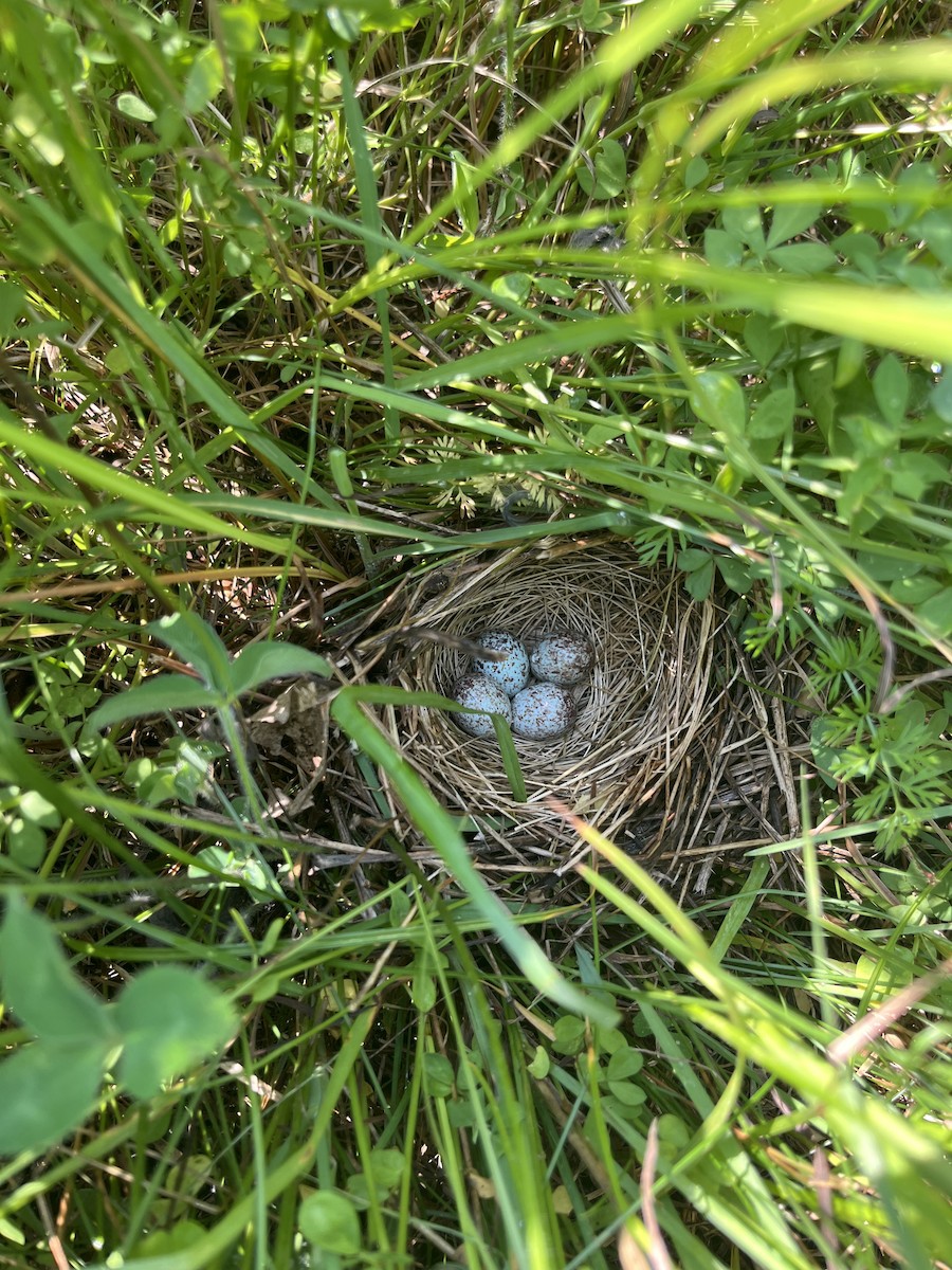 Song Sparrow - ML638946561