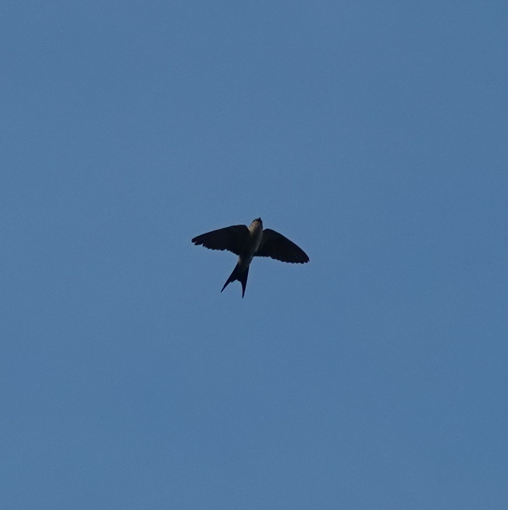 Eastern Red-rumped Swallow - ML638946562