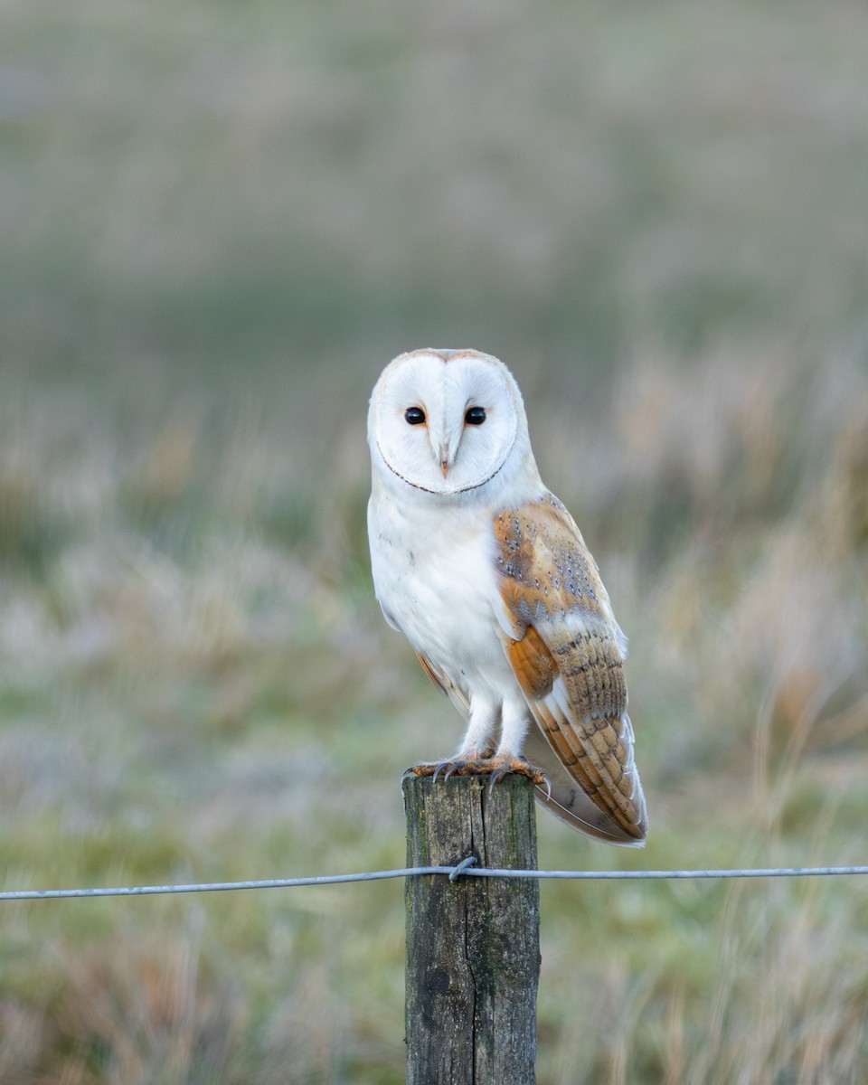 Western Barn Owl - ML638946582
