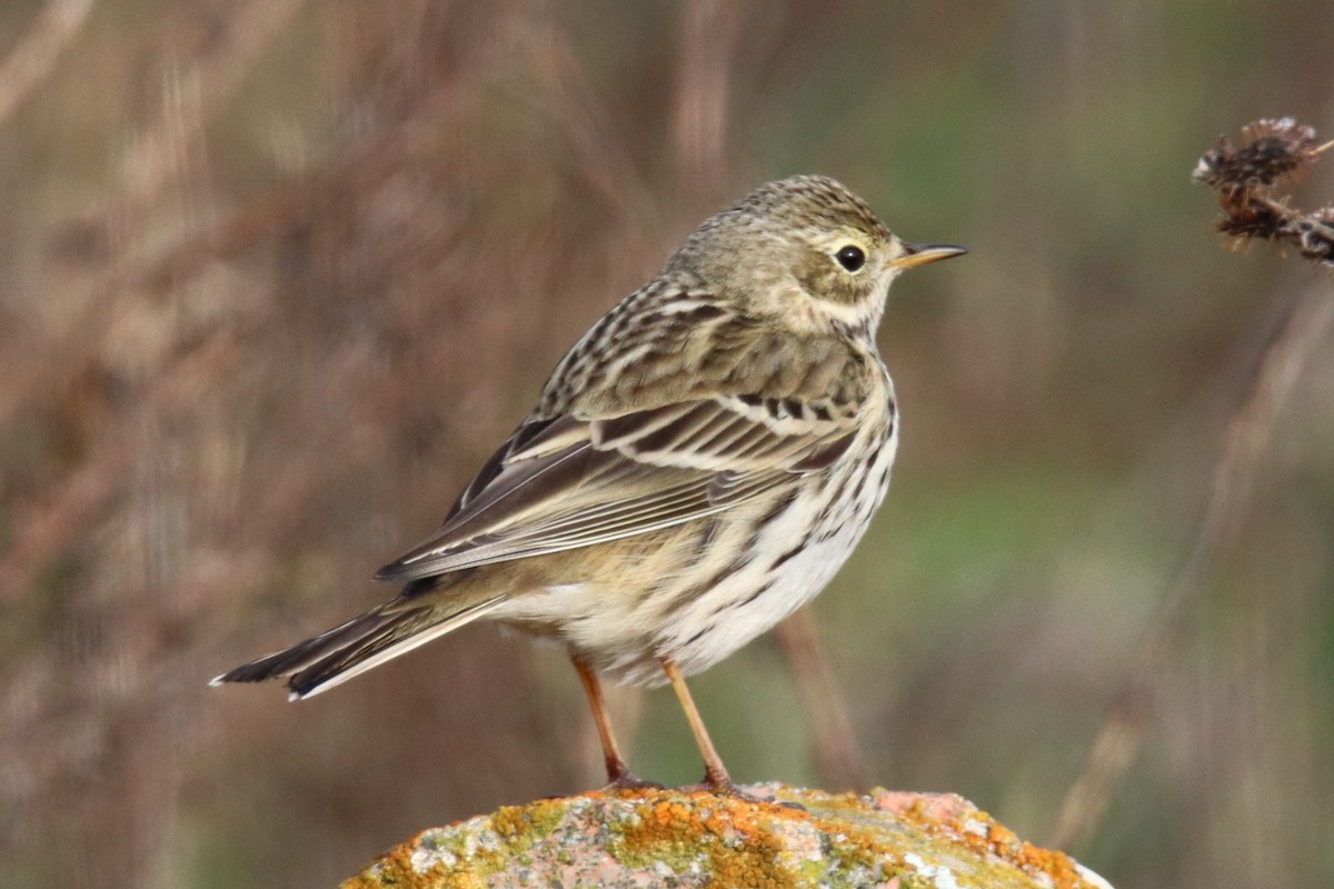 Meadow Pipit - ML638946665