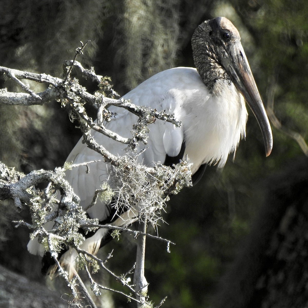 Wood Stork - ML638946689