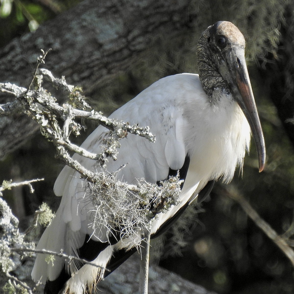 Wood Stork - ML638946690