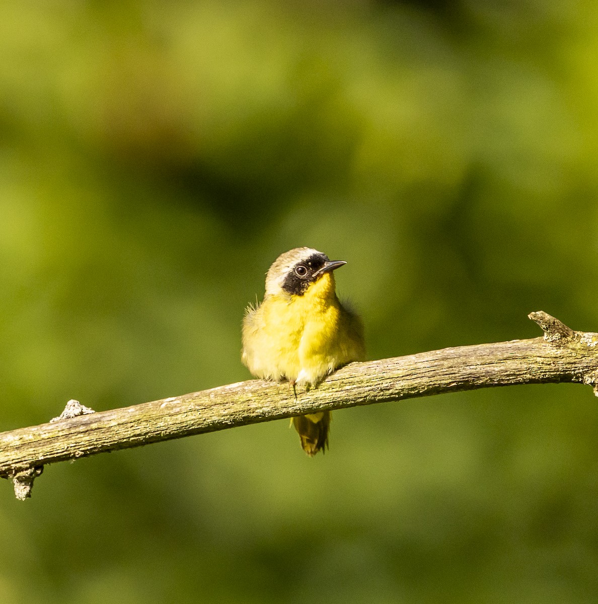 Common Yellowthroat - ML638946699