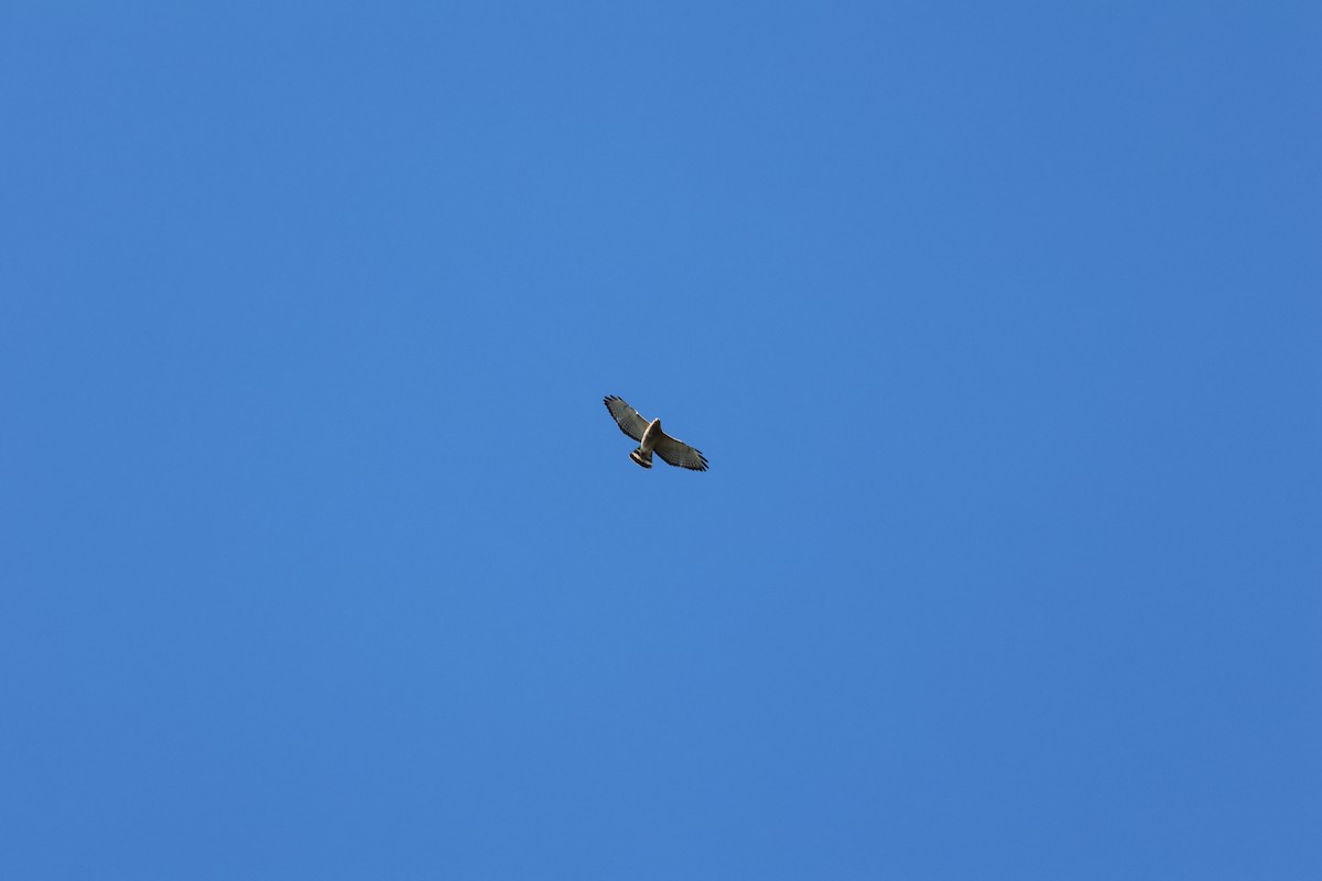 Broad-winged Hawk - ML638946703