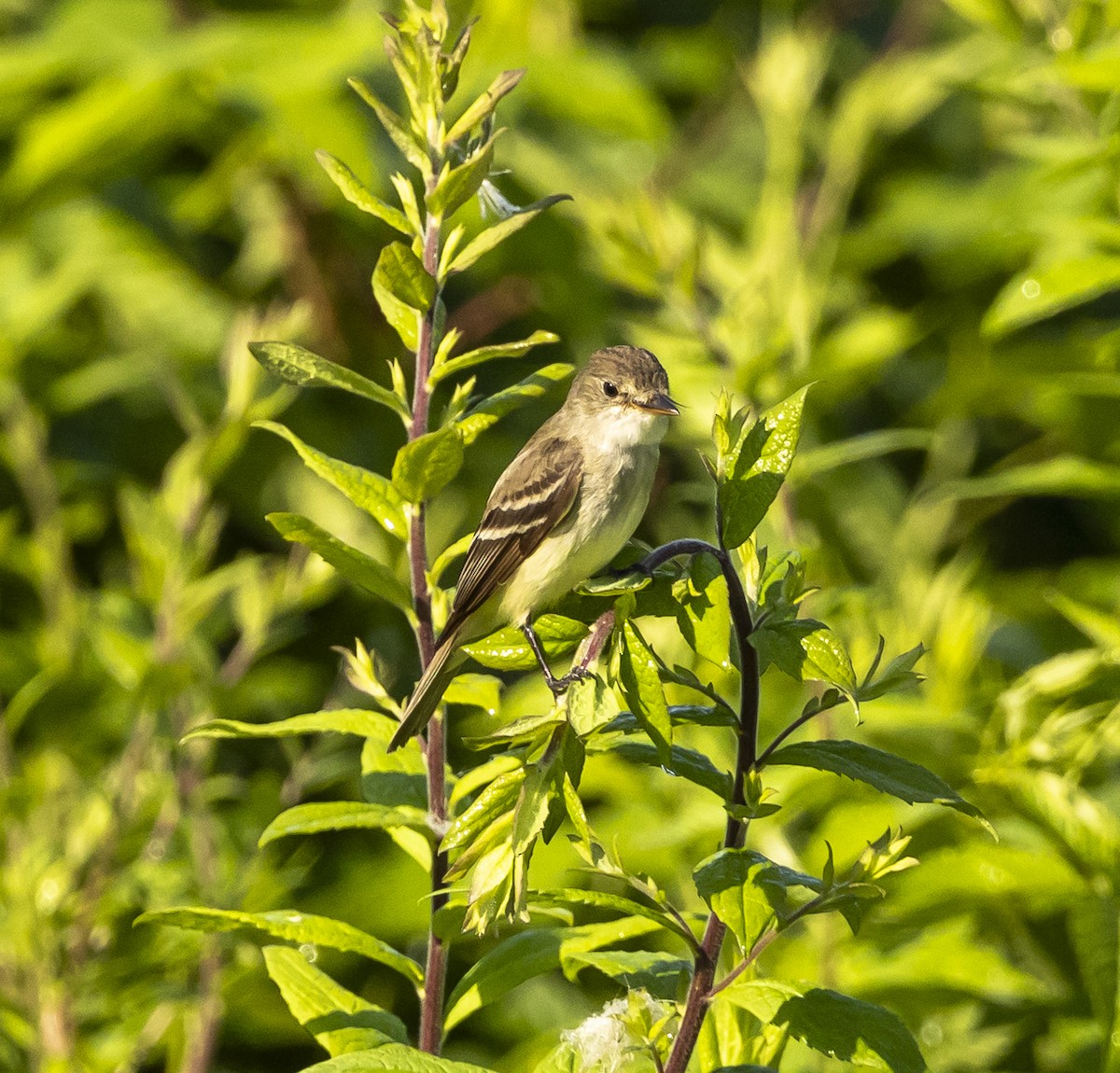 Willow Flycatcher - ML638946723