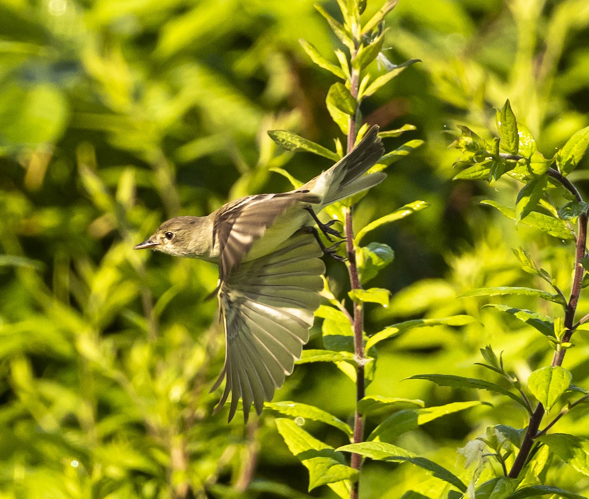 Willow Flycatcher - ML638946724