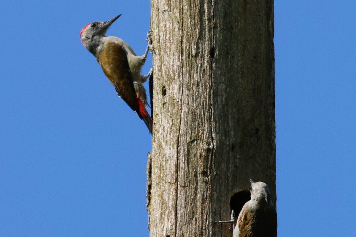 African Gray Woodpecker (Gray) - ML638946747