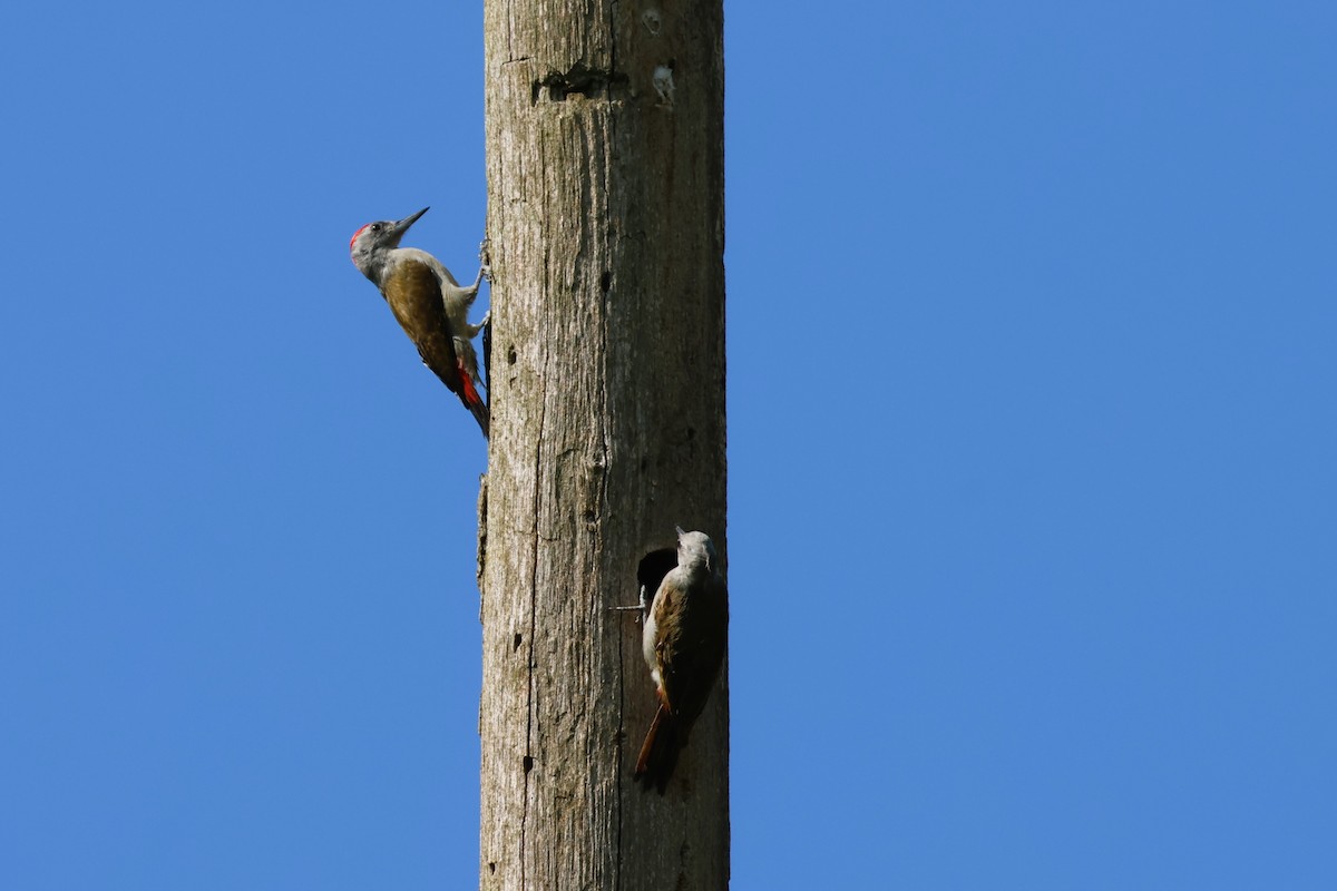 African Gray Woodpecker (Gray) - ML638946748