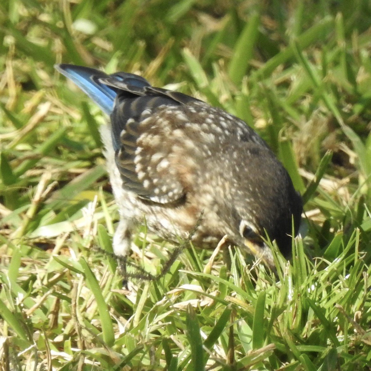 Eastern Bluebird - ML638946758