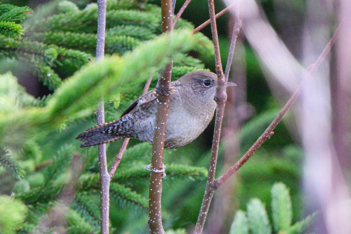 Northern House Wren - ML638946767