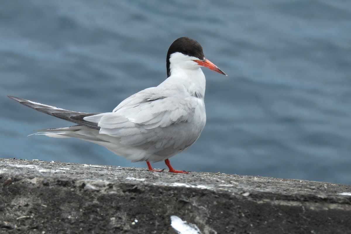Common Tern - ML638946783