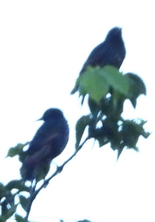 European Starling - ML638946797