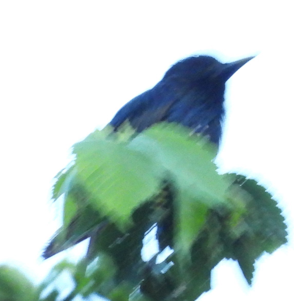 European Starling - ML638946800