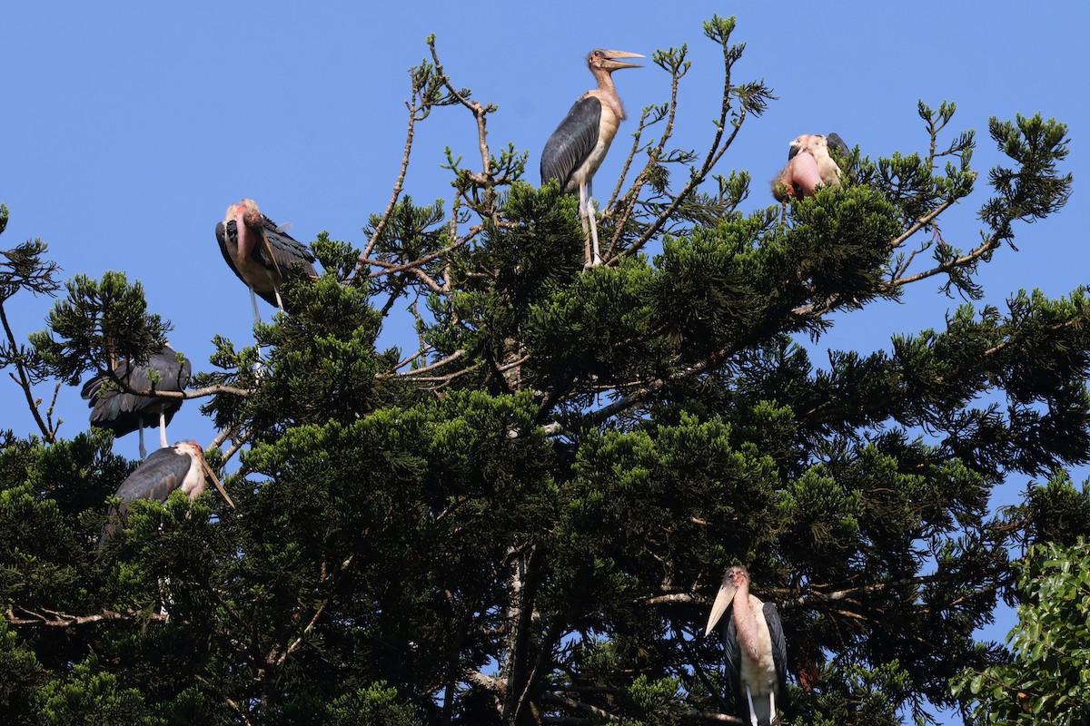 Marabou Stork - ML638946804