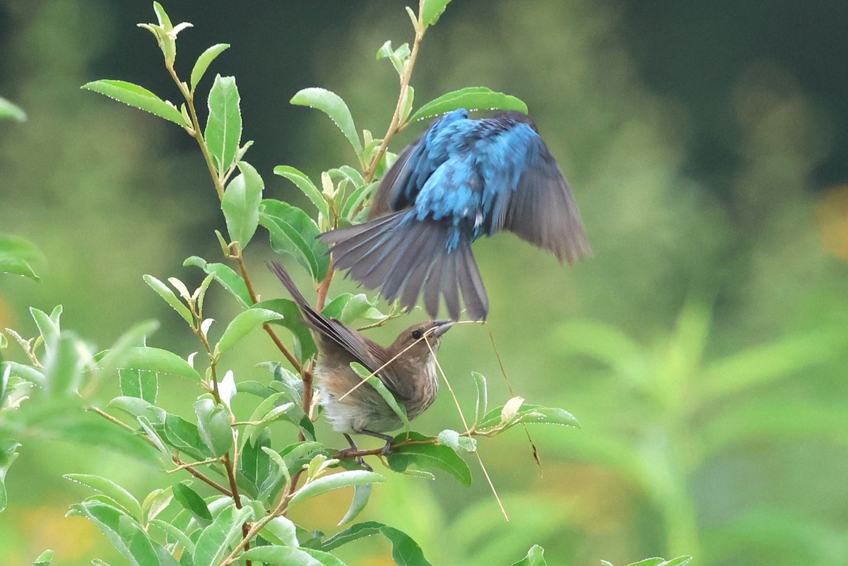 Indigo Bunting - ML638946808
