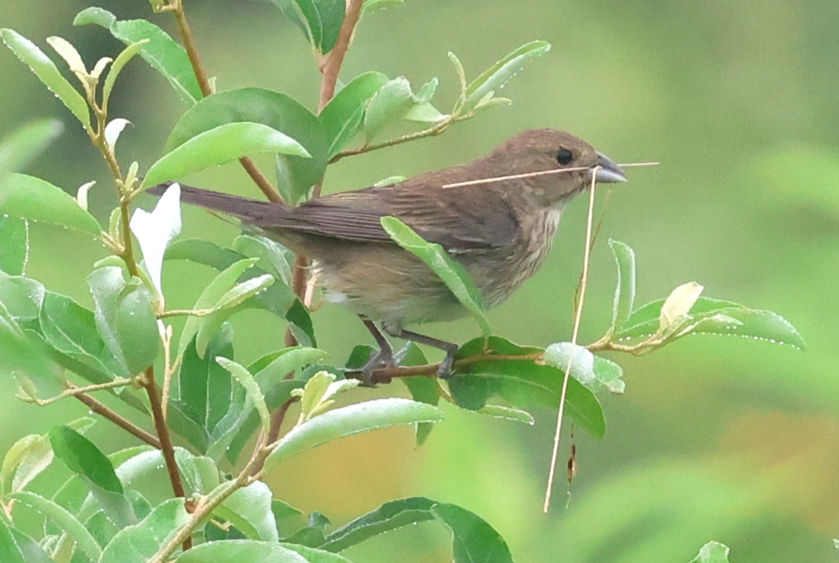 Indigo Bunting - ML638946809