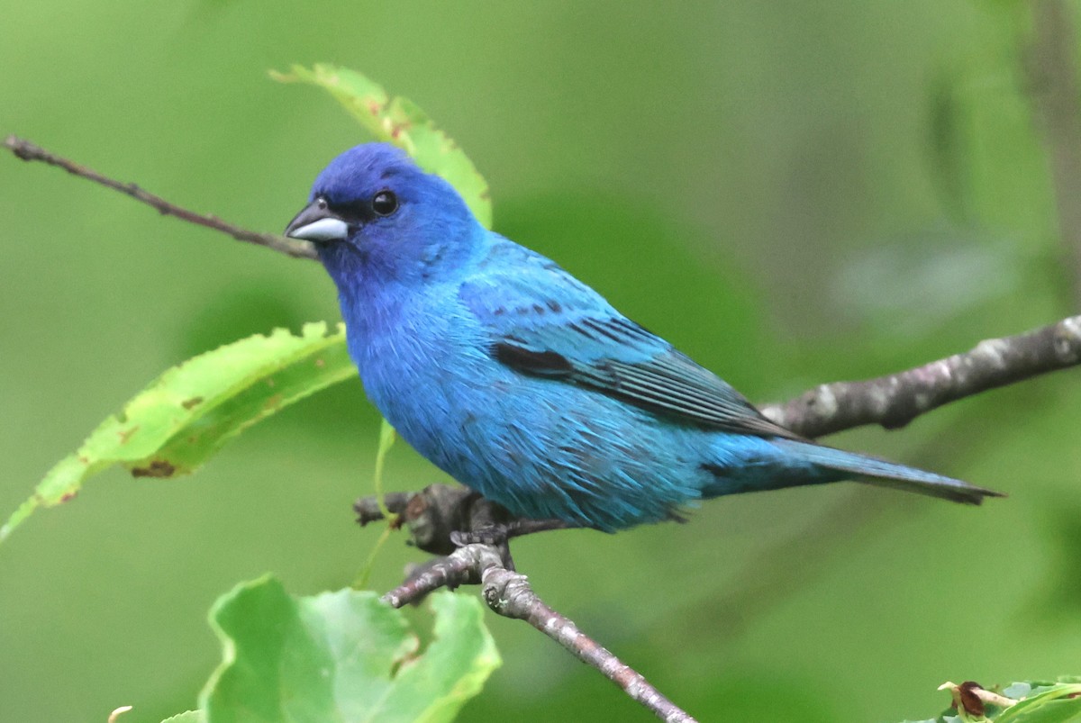 Indigo Bunting - ML638946812