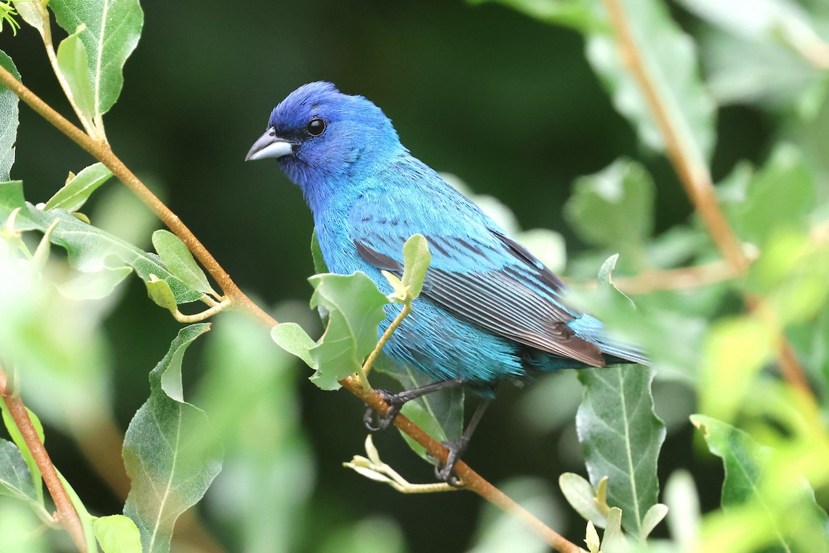 Indigo Bunting - ML638946813